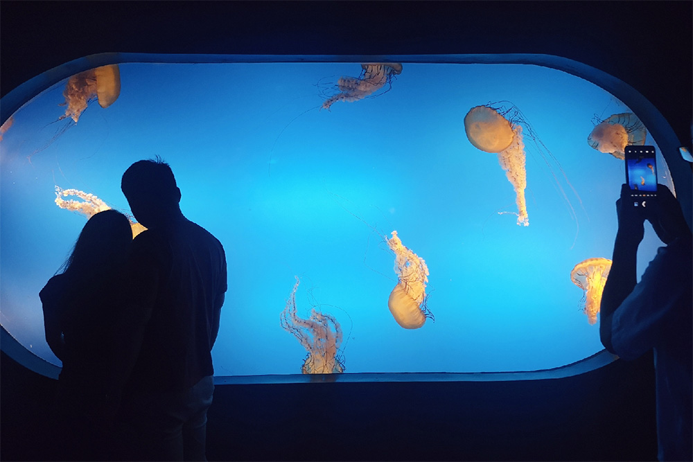 海洋公园水质处置惩罚