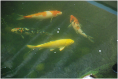 景观鱼池水处置惩罚装备有哪些？