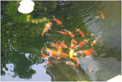 <b>景观鱼池设计注重事项及设计要点？</b>