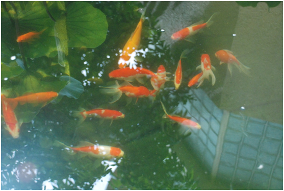 室外鱼池水过滤质料种类和作用