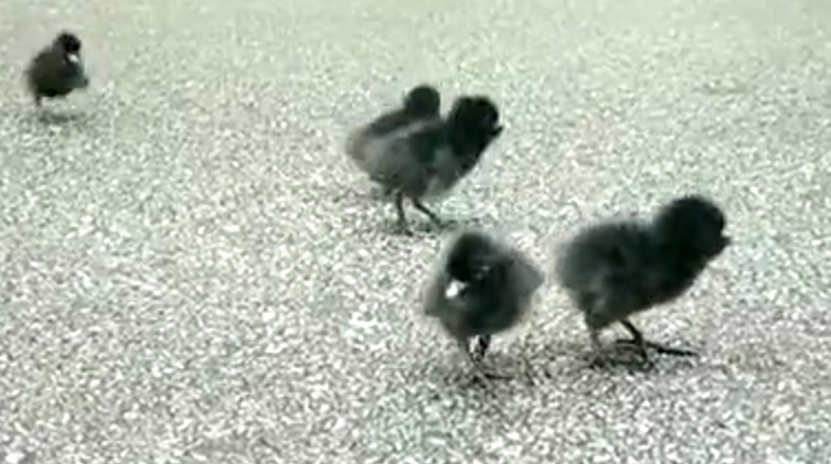 新葡的京集团350vip8888(中国)有限公司官网