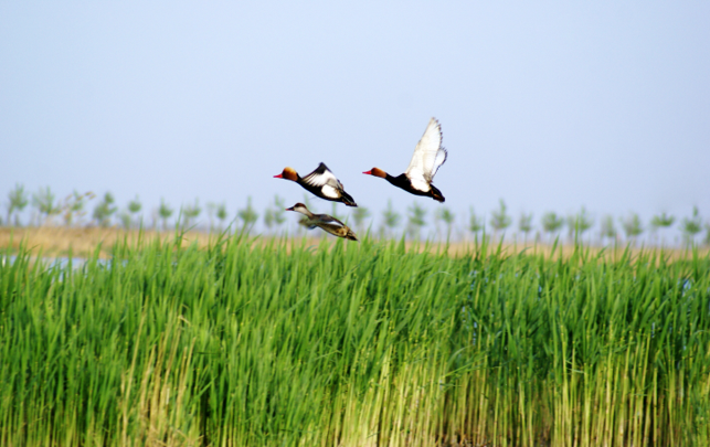 生态河湖水处置惩罚手艺研究
