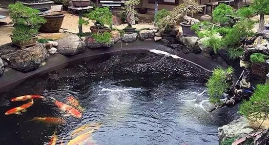 别墅景观鱼池怎样设计才华更好的养好鱼呢？