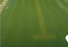 广东接连暴雨！雨后游泳池水体发绿怎么整理？