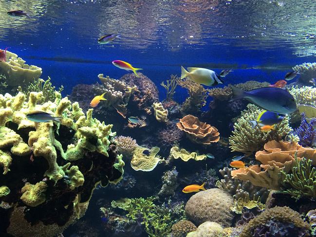 怎样改善海洋馆的情形问题？