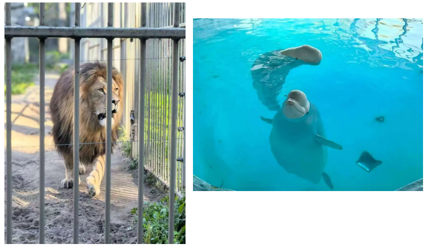 新葡的京集团350vip8888(中国)有限公司官网